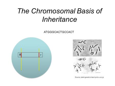 The Chromosomal Basis of Inheritance R r Source: plant-genetics.kais.kyoto-u.ac.jp ATGGGCACTGCCACT.