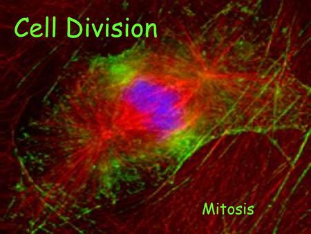 Cell Division Mitosis. Cell Division What is it? Why do Cells do it? Why is it important to me?