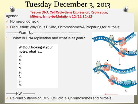 Tuesday December 3, 2013 Agenda: O Homework Check O Discussion: Why Cells Divide, Chromosomes & Preparing for Mitosis: -------------Warm Up------------------------------------------------