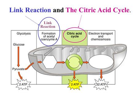 Link Reaction Link Reaction and The Citric Acid Cycle.