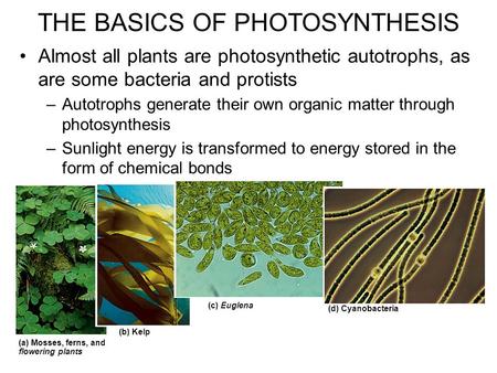 Almost all plants are photosynthetic autotrophs, as are some bacteria and protists –Autotrophs generate their own organic matter through photosynthesis.