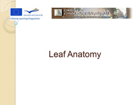 Leaf Anatomy.