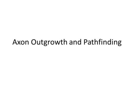 Axon Outgrowth and Pathfinding
