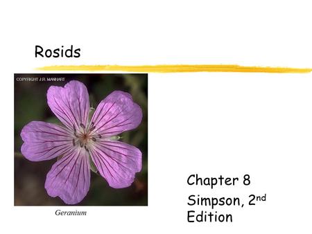 Rosids Chapter 8 Simpson, 2 nd Edition Geranium. Rosids Diversity of the Rosids 16 orders 137 families Fabids - 77 families Malvids – 60 families 1/3.