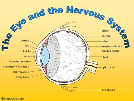 The Eye and the Nervous System