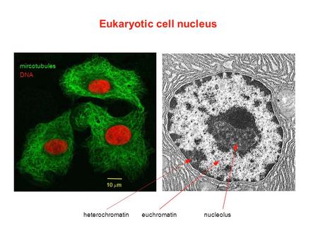 Eukaryotic cell nucleus