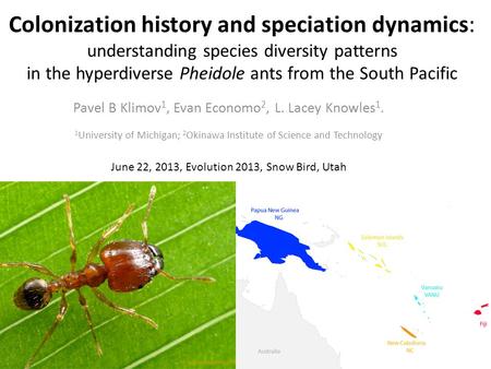 Colonization history and speciation dynamics: understanding species diversity patterns in the hyperdiverse Pheidole ants from the South Pacific Pavel B.