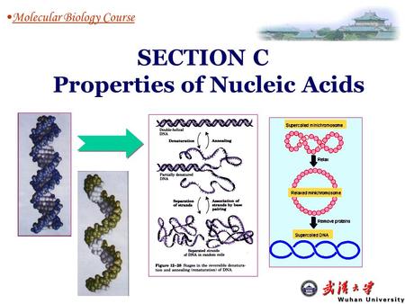 Properties of Nucleic Acids