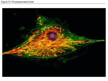 Figure 7.0 Fluorescent stain of cell. Figure 7.1 The size range of cells.