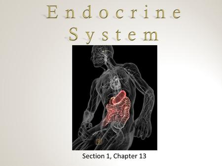 Endocrine System Section 1, Chapter 13.
