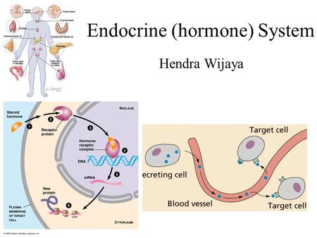 Endocrine (hormone) System