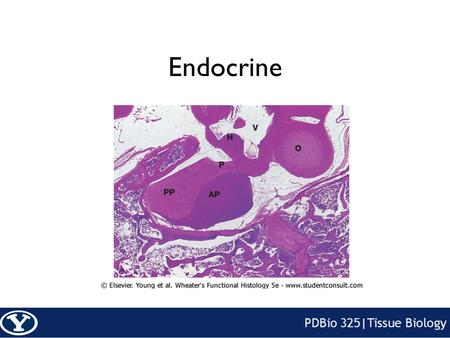 Endocrine. Function Influences growth, metabolism, and homeostasis over prolonged periods Secretes hormone products into interstitial spaces which are.