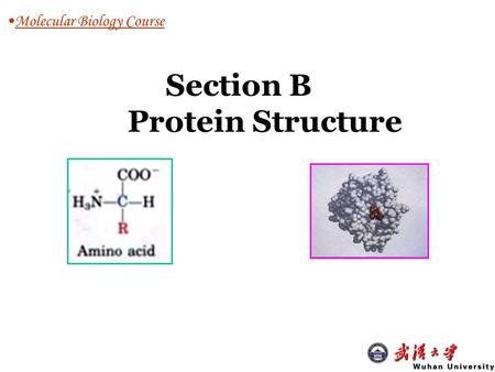 Section B Protein Structure