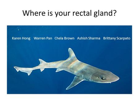 Where is your rectal gland? Karen Hong Warren Pan Chela Brown Ashish Sharma Brittany Scarpato.