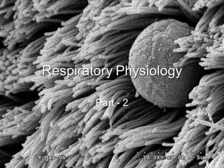 Respiratory Physiology Part - 2. Lecture Outline Basics of the Respiratory System –Functions & functional anatomy Gas Laws Ventilation Diffusion & Solubility.