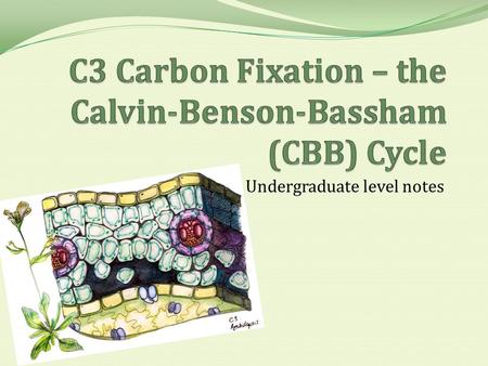 Undergraduate level notes. C3 carbon fixation refers to the biochemical process in which CO 2 is fixed initially as a 3C compound by RuBisCO. This is.