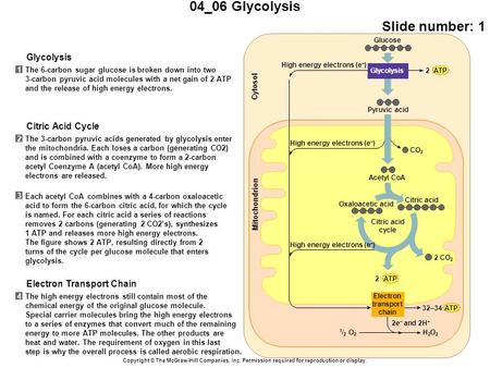 04_06 Glycolysis Slide number: 1 Copyright © The McGraw-Hill Companies, Inc. Permission required for reproduction or display. The 6-carbon sugar glucose.