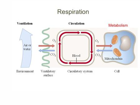 Respiration Metabolism. Respiration What is unique about blood in pulmonary arteries compared with blood in other arteries? a) Blood in pulmonary arteries.