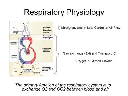 Respiratory Physiology The primary function of the respiratory system is to exchange O2 and CO2 between blood and air 1) Mostly covered in Lab; Control.