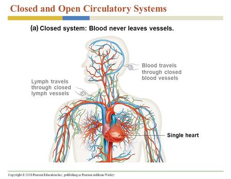 Copyright © 2008 Pearson Education Inc., publishing as Pearson Addison-Wesley Closed and Open Circulatory Systems Closed system: Blood never leaves vessels.