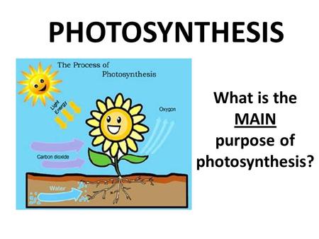 PHOTOSYNTHESIS What is the MAIN purpose of photosynthesis?