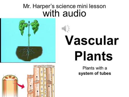 2010 Plants with a system of tubes Vascular Plants Mr. Harper’s science mini lesson with audio.