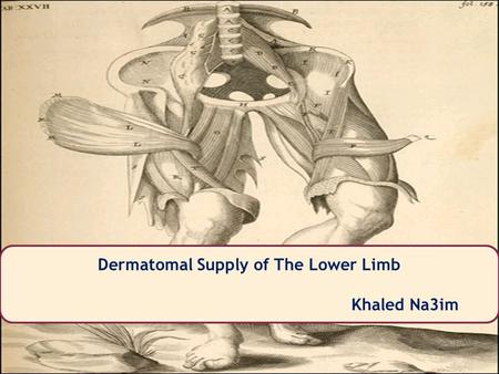 Khaled Na3im Dermatomal Supply of The Lower Limb Khaled Na3im.