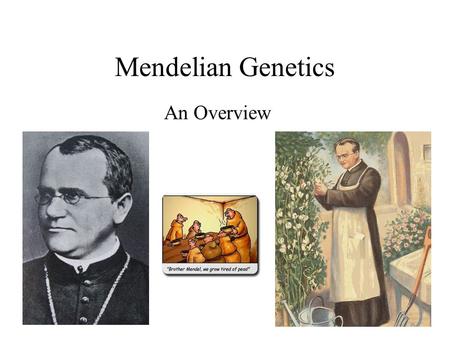 Mendelian Genetics An Overview.