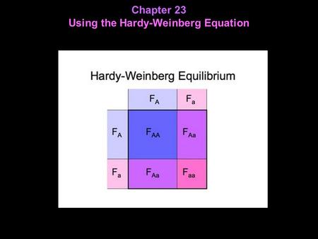 Chapter 23 Using the Hardy-Weinberg Equation. p 2 + 2pq + q 2 = 1 p + q = 1 Chapter 23 Using the Hardy-Weinberg Equation A scientist goes out into the.
