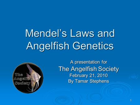 1 Mendel’s Laws and Angelfish Genetics A presentation for The Angelfish Society February 21, 2010 By Tamar Stephens.