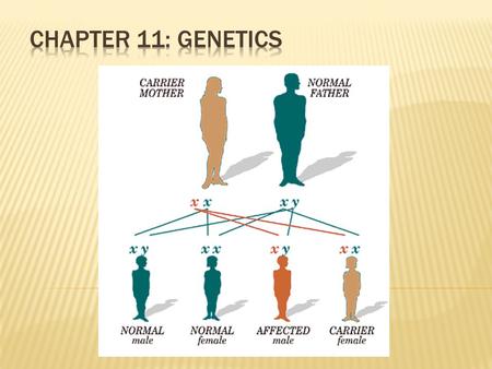 Chapter 11: Genetics.
