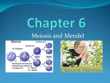 Chapter 6 Meiosis and Mendel.