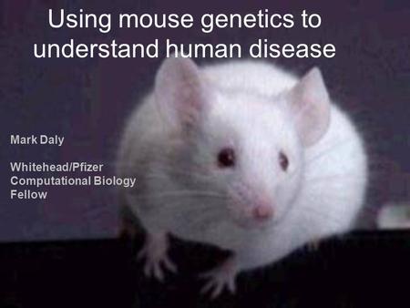 Using mouse genetics to understand human disease Mark Daly Whitehead/Pfizer Computational Biology Fellow.