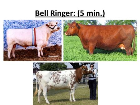 Bell Ringer: (5 min.).
