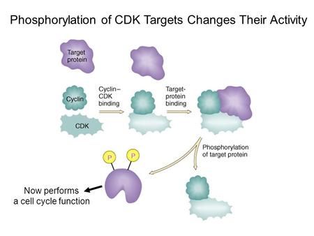 Phosphorylation of CDK Targets Changes Their Activity Now performs a cell cycle function.