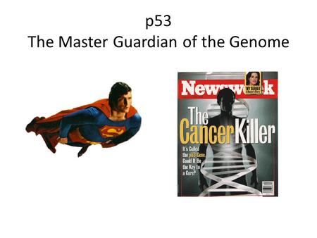P53 The Master Guardian of the Genome. p53 gene mutations in human tumors Greenblatt et al. (1995) Cancer Res. 54:4855 50%