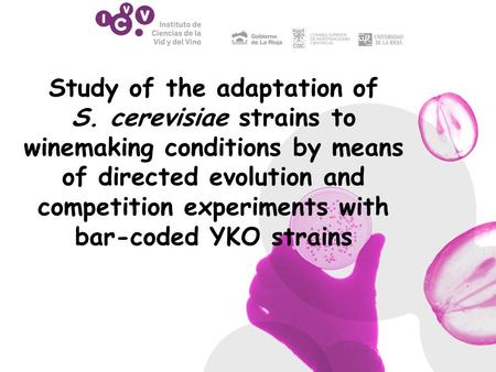 Study of the adaptation of S. cerevisiae strains to winemaking conditions by means of directed evolution and competition experiments with bar-coded YKO.