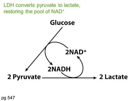 LDH converts pyruvate to lactate, restoring the pool of NAD+