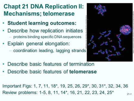 21-1 Chapt 21 DNA Replication II: Mechanisms; telomerase Student learning outcomes: Describe how replication initiates –proteins binding specific DNA sequences.