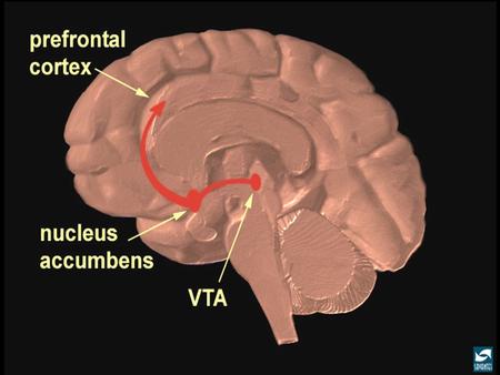 Overview of the striatum