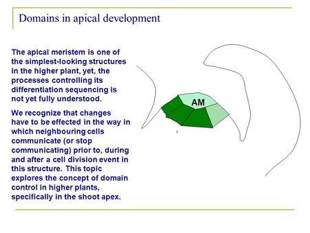 Domains in apical development The apical meristem is one of the simplest-looking structures in the higher plant, yet, the processes controlling its differentiation.
