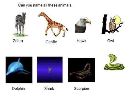 Can you name all these animals. Giraffe ZebraHawkOwl DolphinSharkScorpion.