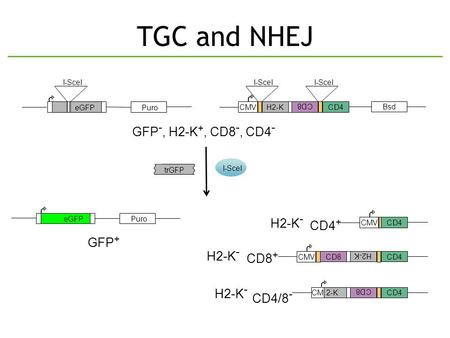 TGC and NHEJ PuroeGFP I-SceI trGFP I-SceI PuroeGFP Bsd H2-K CD8 I-SceI CD4 I-SceI CMV GFP -, H2-K +, CD8 -, CD4 - GFP + CMV CD4 CD4 + H2-K CD8 CD4 CMV.