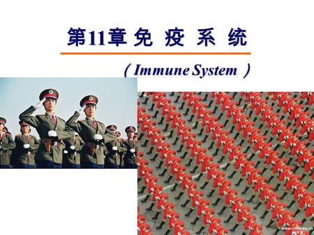 第 11 章 免 疫 系 统 （ Immune System ） （ Immune System ）