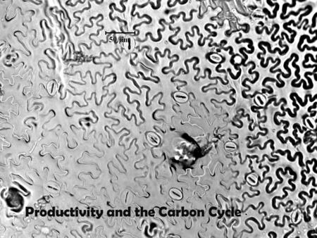 Productivity and the Carbon Cycle