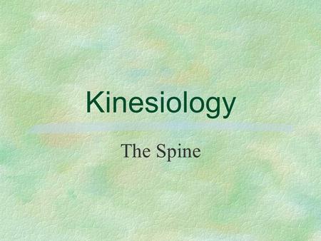 Kinesiology The Spine.