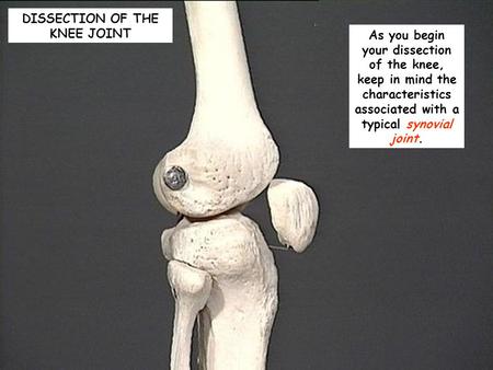 DISSECTION OF THE KNEE JOINT