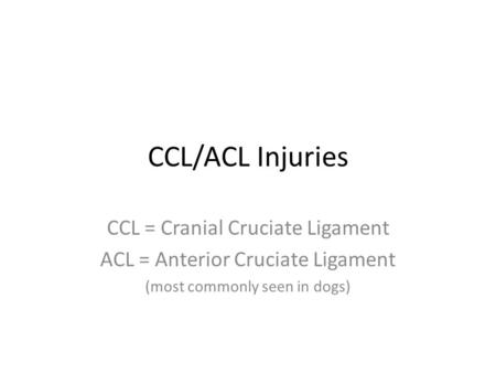 CCL/ACL Injuries CCL = Cranial Cruciate Ligament ACL = Anterior Cruciate Ligament (most commonly seen in dogs)