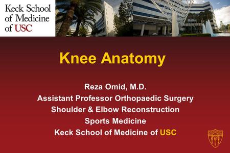 Knee Anatomy Reza Omid, M.D. Assistant Professor Orthopaedic Surgery