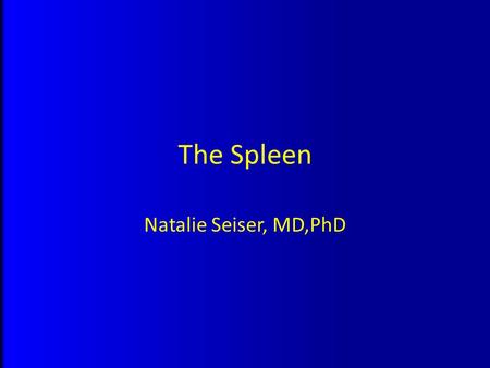 The Spleen Natalie Seiser, MD,PhD. Anatomy: Normal size: 12x7 cm, 3-4 cm thick, ~150 gm Parietal peritoneum adherent except at hilum Peritoneal extensions-